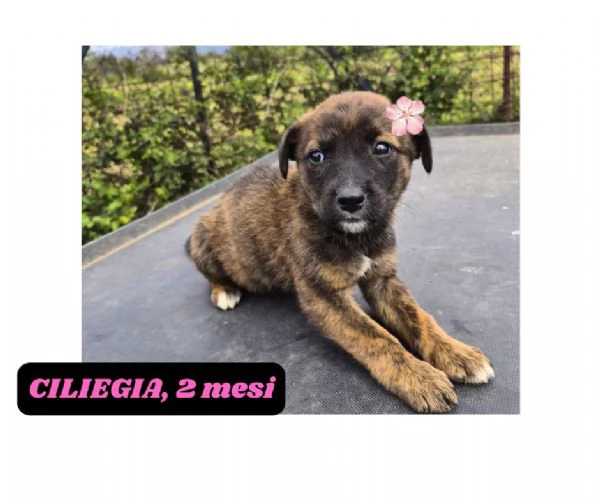 12cuccioli tg media mollati SOS URGE CASA | Foto 1