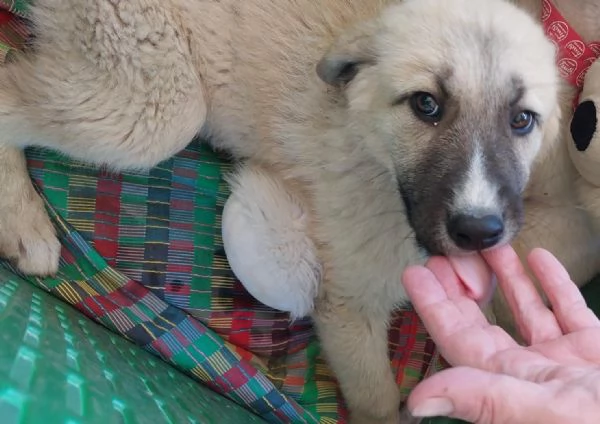 3mesi pastorini futura tg medio grande SUD | Foto 4