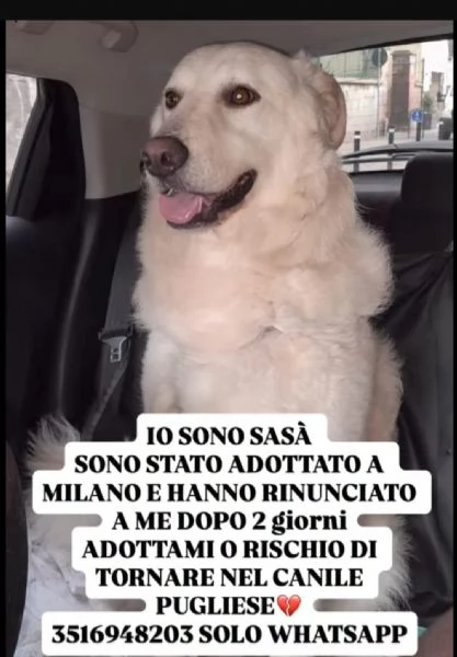Sasa 4anni SALITO A MILANO E RIFIUTATO TORNA AL SUD