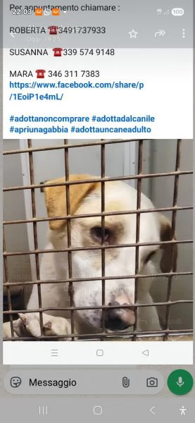 Ciccio 7anni tg mediavive aspettando un cambiamento URGENTE