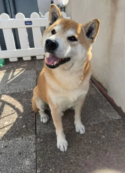 Shiba Inu 10anni kg10 SALITO E RIFIUTATO