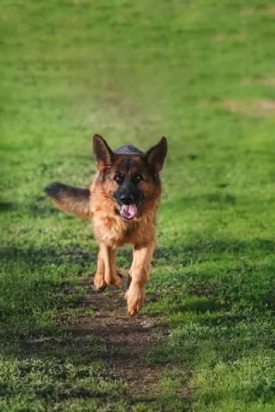 Pastore Tedesco 3anni STUPENDA rimasta sola | Foto 2