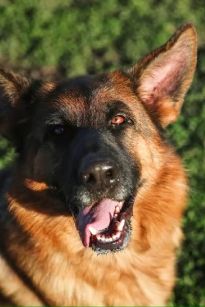 Pastore Tedesco 3anni STUPENDA rimasta sola | Foto 1