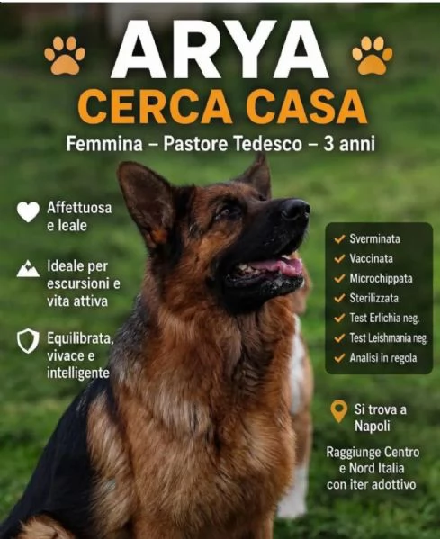 Pastore Tedesco 3anni STUPENDA rimasta sola | Foto 0