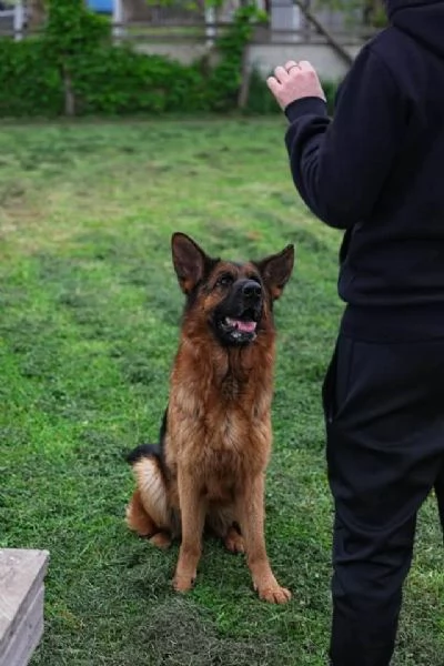 Pastore Tedesco 3anni STUPENDA rimasta sola