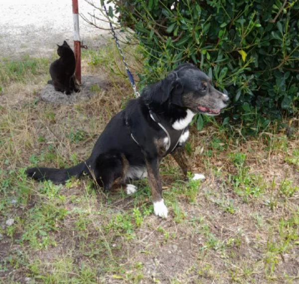 13anni A FINE GIUGNO FINIRagrave IN CANILE MILANO SOS CASA | Foto 4