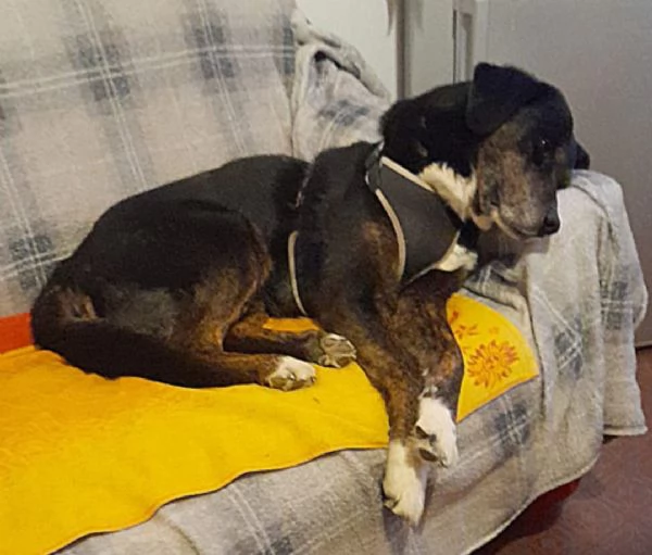 13anni A FINE GIUGNO FINIRagrave IN CANILE MILANO SOS CASA | Foto 3