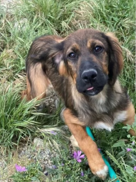 Aron 2anni mamma Setter da cucciolo in canileCALABRIA