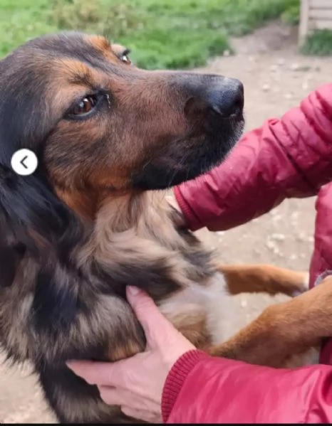 Aron 2anni mamma Setter da cucciolo in canileCALABRIA | Foto 4