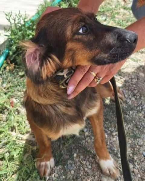 Aron 2anni mamma Setter da cucciolo in canileCALABRIA | Foto 3