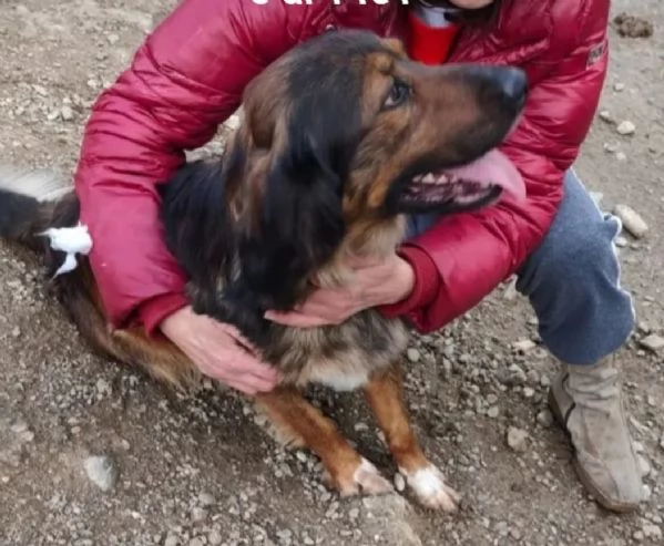 Aron 2anni mamma Setter da cucciolo in canileCALABRIA | Foto 2