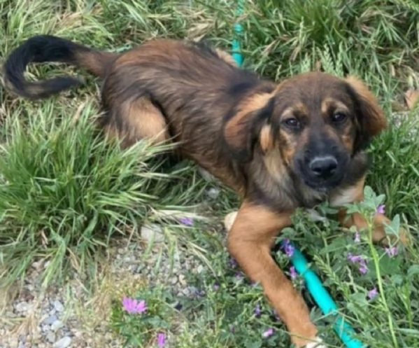Aron 2anni mamma Setter da cucciolo in canileCALABRIA | Foto 1