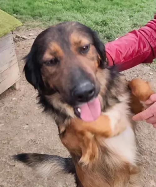 Aron 2anni mamma Setter da cucciolo in canileCALABRIA | Foto 0