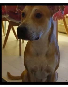 Ares 2anni mix molossino URGENTE STALLO URGENTE  | Foto 4