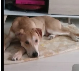 Ares 2anni mix molossino URGENTE STALLO URGENTE  | Foto 3