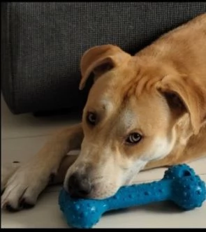 Ares 2anni mix molossino URGENTE STALLO URGENTE  | Foto 2