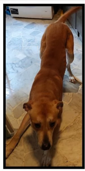Ares 2anni mix molossino URGENTE STALLO URGENTE  | Foto 1