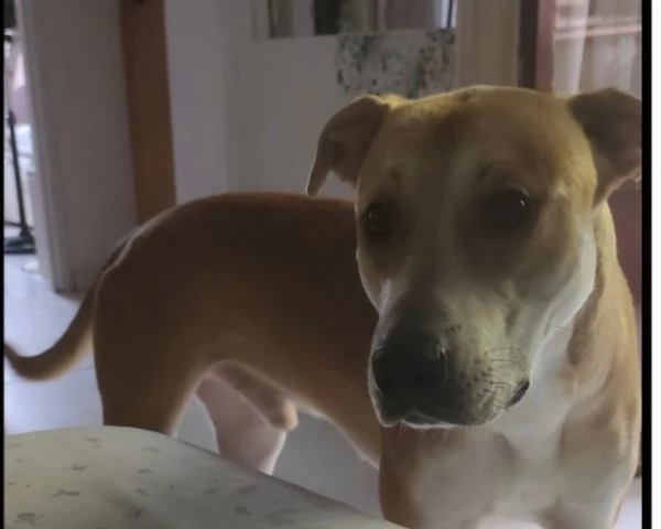 Ares 2anni mix molossino URGENTE STALLO URGENTE 