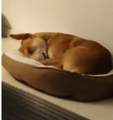 Ares 2anni mix molossino URGENTE STALLO URGENTE  | Foto 0