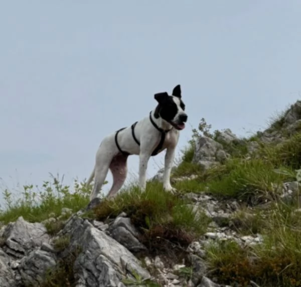 2anni mix molossina il 276 TORNA AL SUD TREVISO