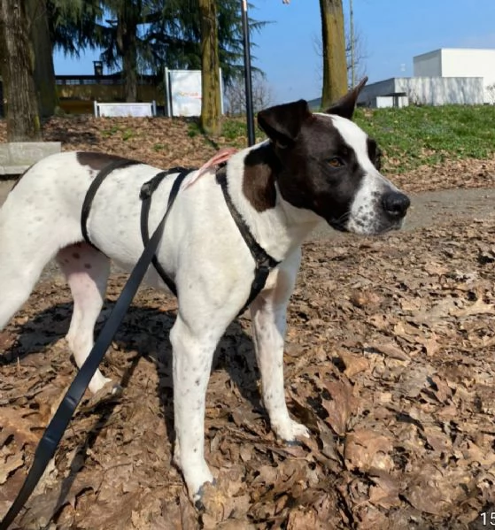 2anni mix molossina il 276 TORNA AL SUD TREVISO | Foto 4