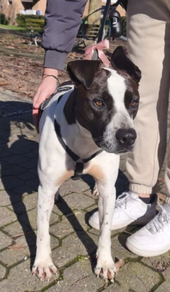 2anni mix molossina il 276 TORNA AL SUD TREVISO | Foto 2