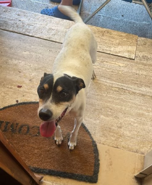 Jack Russel 12anni kg7 a breve solo MILANO