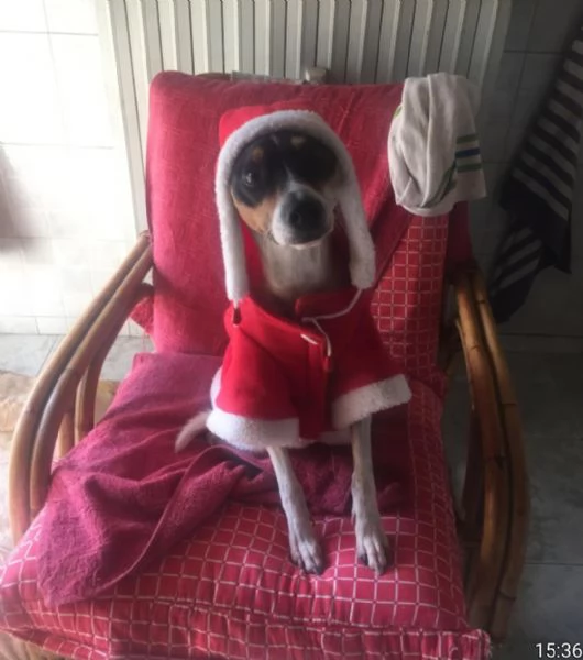 Jack Russel 12anni kg7 a breve solo MILANO | Foto 2