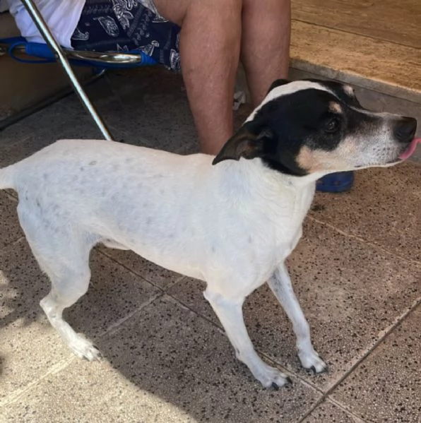 Jack Russel 12anni kg7 a breve solo MILANO | Foto 1