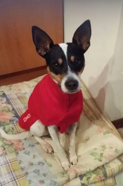 Jack Russel 12anni kg7 a breve solo MILANO | Foto 0