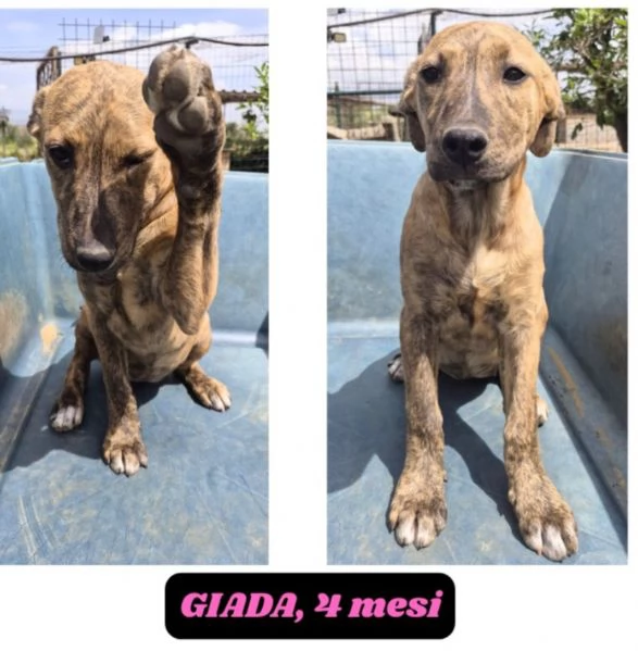 2 ultimi cuccioli 4 e 6mesi senza richieste CATANIA | Foto 0