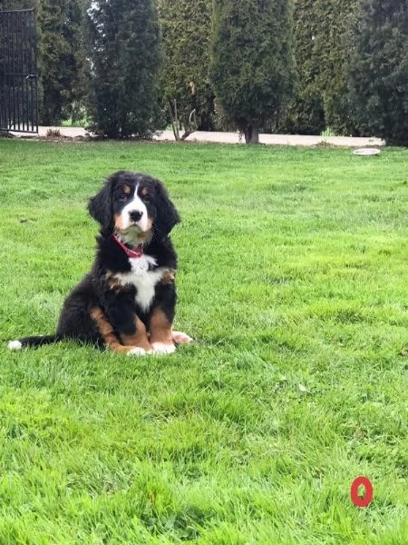 cucciolata di bovari del bernese altissima genealogia | Foto 4