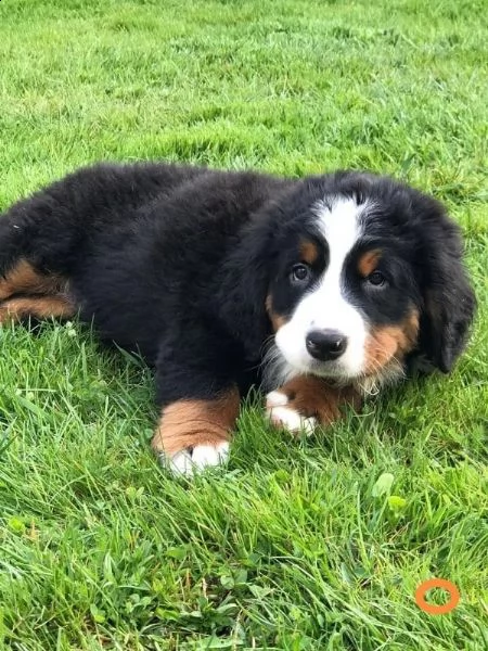 cucciolata di bovari del bernese altissima genealogia | Foto 3