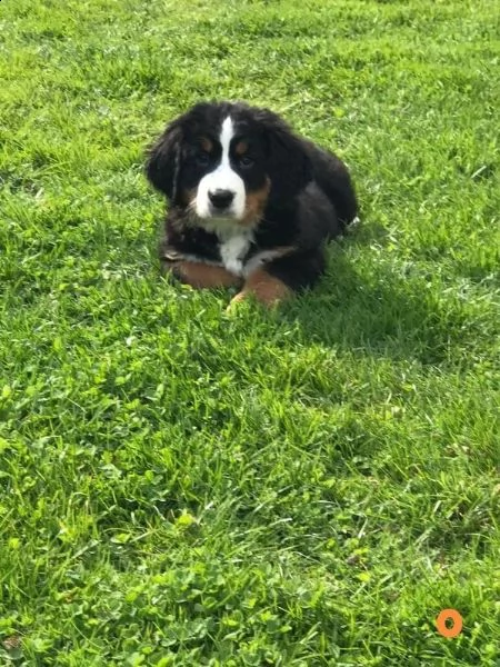 cucciolata di bovari del bernese altissima genealogia | Foto 2