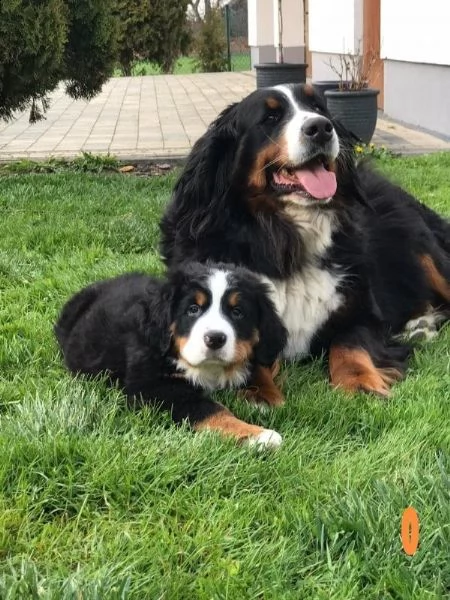 cucciolata di bovari del bernese altissima genealogia | Foto 1