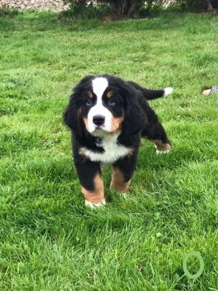 cucciolata di bovari del bernese altissima genealogia