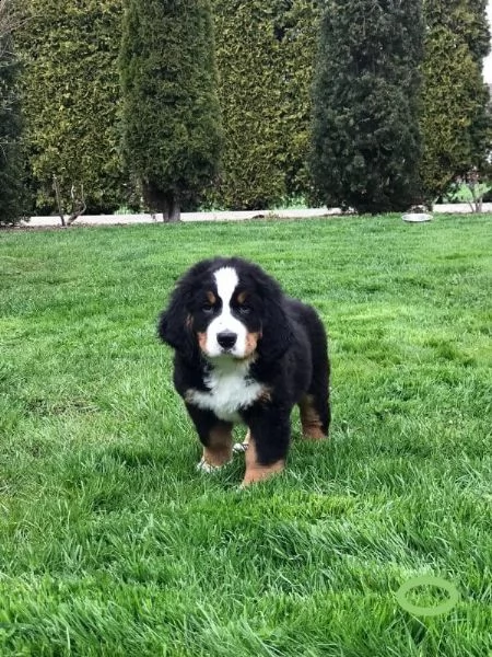 cucciolata di bovari del bernese altissima genealogia | Foto 0