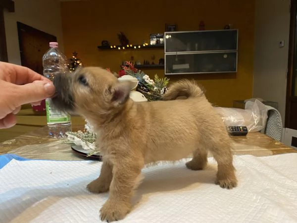 Cuccioli di Norwich Terrier