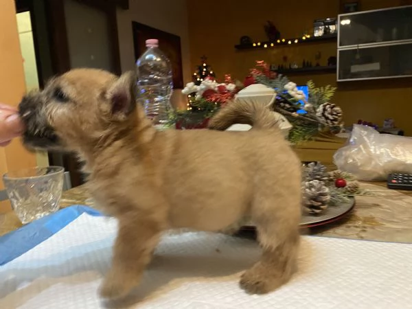 Cuccioli di Norwich Terrier | Foto 1