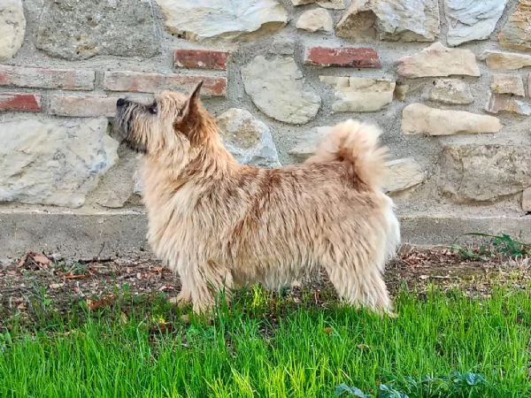 Cuccioli di Norwich Terrier | Foto 0