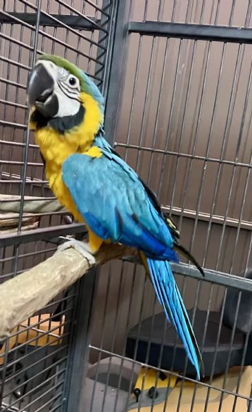 Ara Ararauna Baby