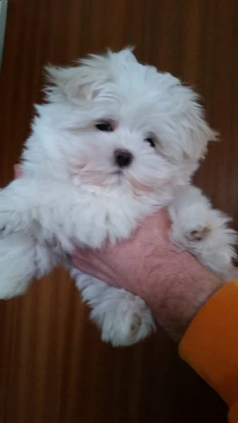 regalo cuccioli di maltese mini toy maschio e femmina 