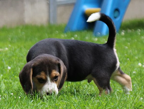 bellissimi cuccioli di beagle | Foto 2