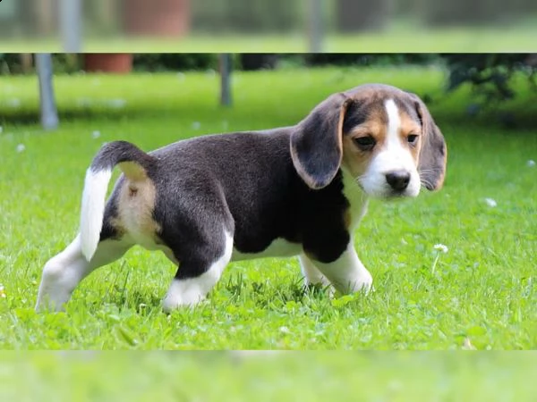 bellissimi cuccioli di beagle | Foto 1