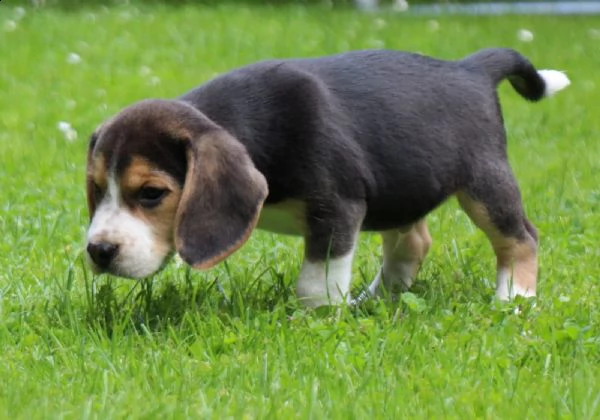 bellissimi cuccioli di beagle | Foto 0