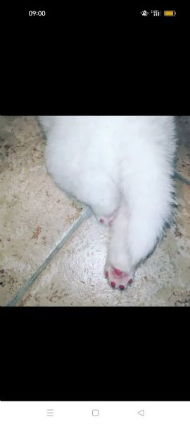 samoiedo cuccioli  | Foto 5
