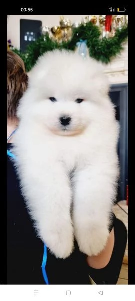 samoiedo cuccioli  | Foto 4