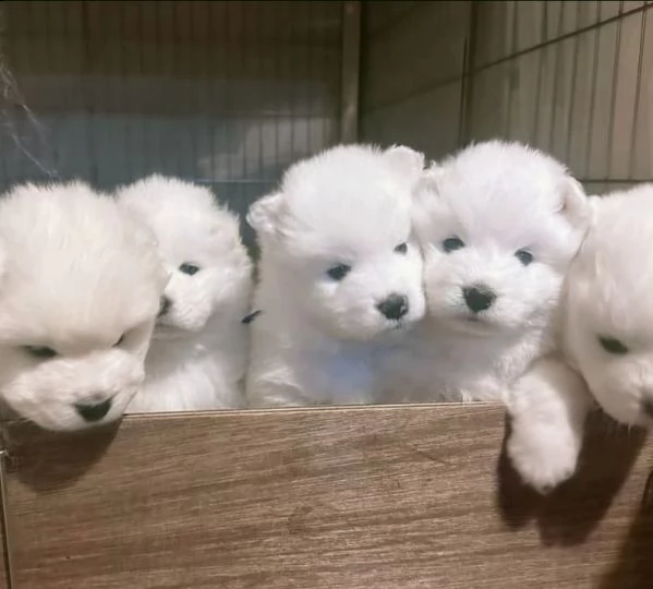 samoiedo cuccioli 