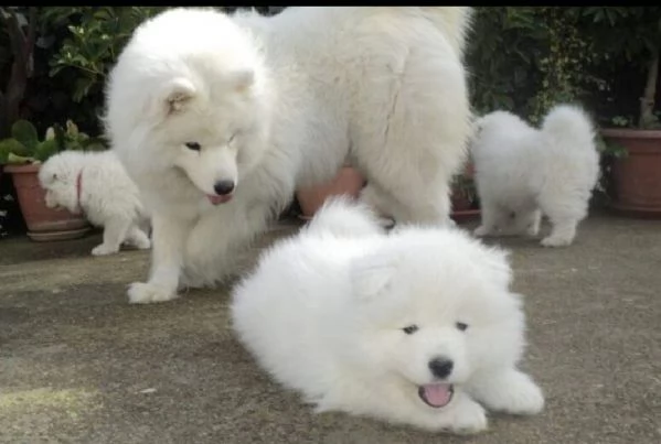 samoiedo cuccioli  | Foto 1