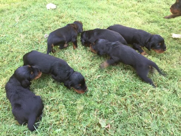  cuccioli di setter gordon | Foto 0